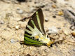 a butterfly enjoying a good meal at the Palm Beach Hotel in Khao Lak, Thailand