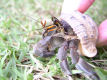 A hermit crab staying at the <b>Palm Beach Hotel</b> in Khao Lak, Thailand